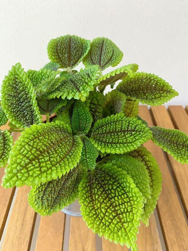 CÂY KIỂNG LÁ , CÂY PHONG THỦY ĐỂ BÀN ” Cây Gấm Lông “ CÂY KIỂNG LÁ , CÂY PHONG THỦY ĐỂ BÀN ” Cây Gấm Lông “