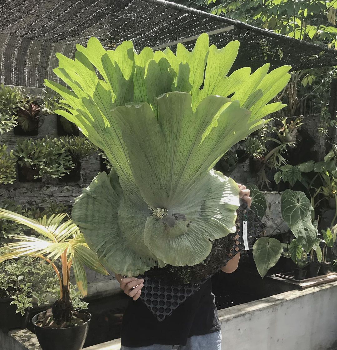 Ổ rồng tai voi ( platycerium elephantotis) Ổ rồng tai voi ( platycerium elephantotis)
