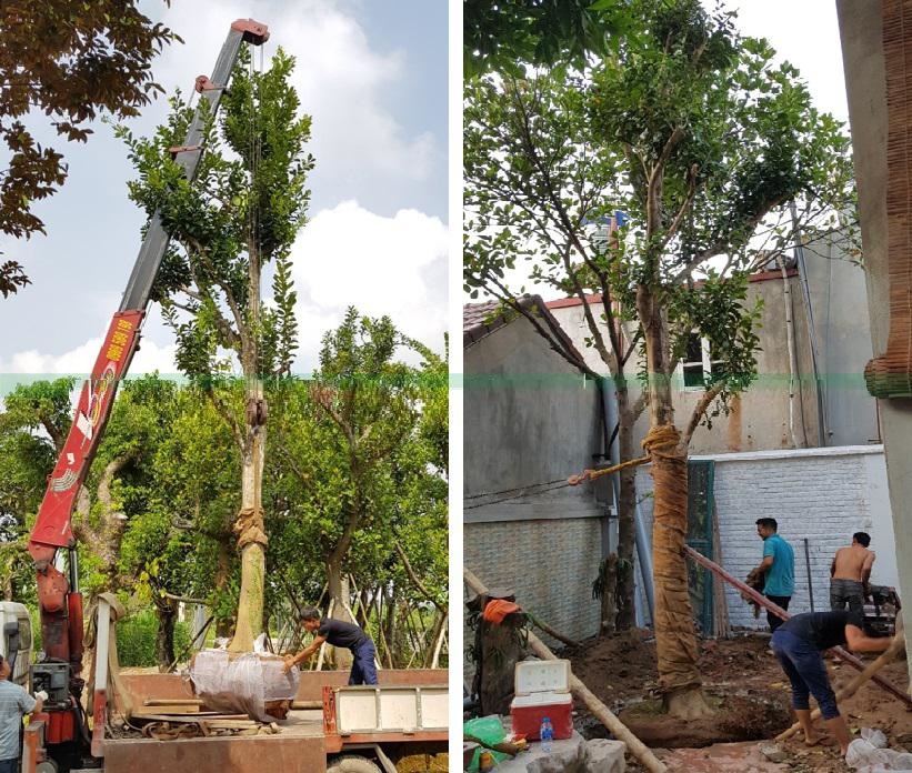 Cây Bưởi Chua, bưởi đường cổ – Cây Bưởi Cổ Thụ đẹp trồng công trình đường kính 6m, 8cm, 10cm-15cm -20cm - 25cm cao 3m-4m-5m-6m-7m -8m Cây Bưởi Chua, bưởi đường cổ – Cây Bưởi Cổ Thụ đẹp trồng công trình đường kính 6m, 8cm, 10cm-15cm -20cm - 25cm cao 3m-4m-5m-6m-7m -8m