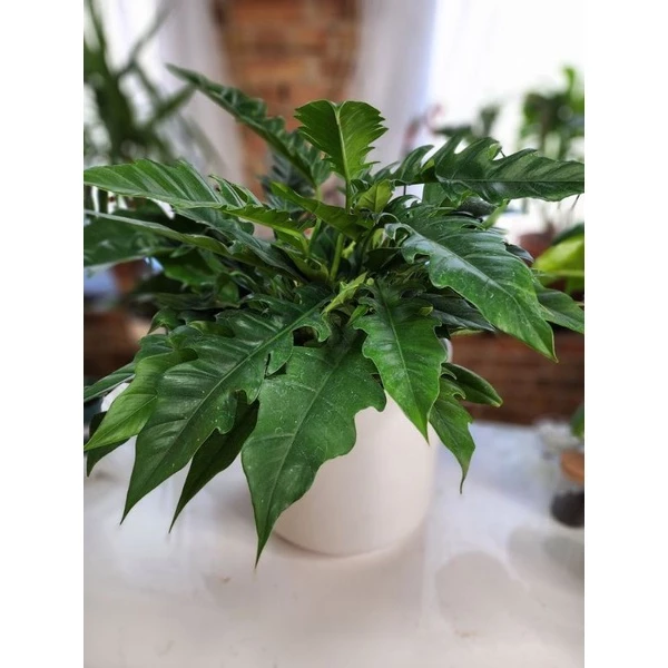 Chậu Cây kiểng lá Philodendron Jungle Boogie - Cung đàn xanh size nhỏ Chậu Cây kiểng lá Philodendron Jungle Boogie - Cung đàn xanh size nhỏ