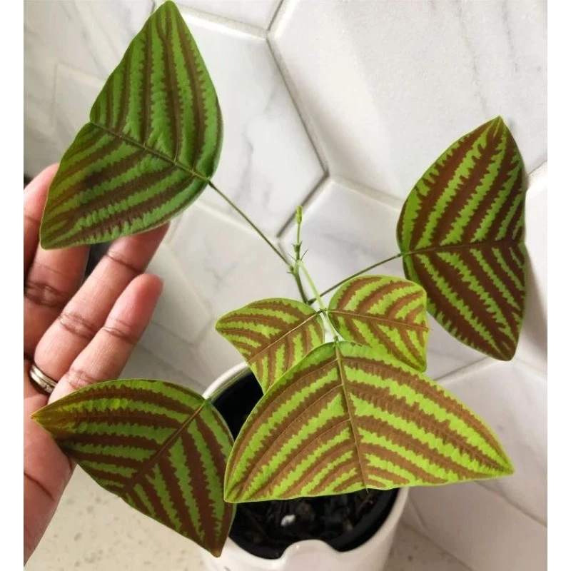Chậu Cây kiểng lá Bướm xuân, bướm xanh - Christia obcordata Chậu Cây kiểng lá Bướm xuân, bướm xanh - Christia obcordata