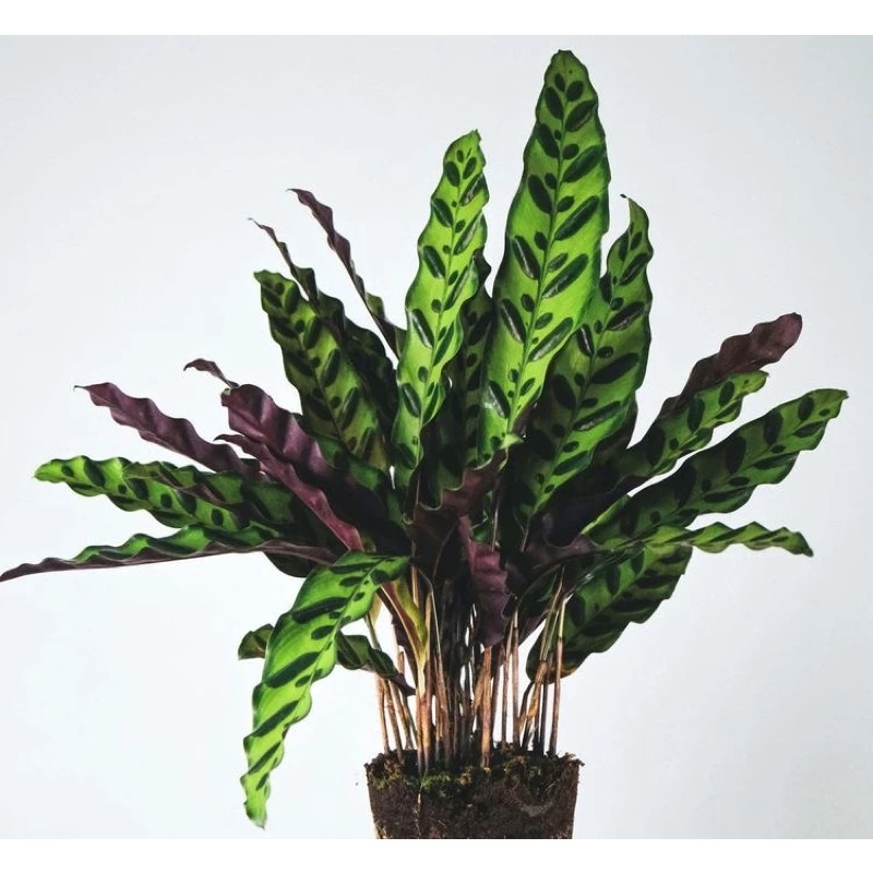Chậu cây kiểng lá Đuôi công Calathea Lancifolia - Đuôi công phượng hoàng Chậu cây kiểng lá Đuôi công Calathea Lancifolia - Đuôi công phượng hoàng