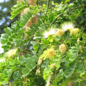 Cây Bồ kết tây – Albizia lebbeck (L.) Benth Cây Bồ kết tây – Albizia lebbeck (L.) Benth