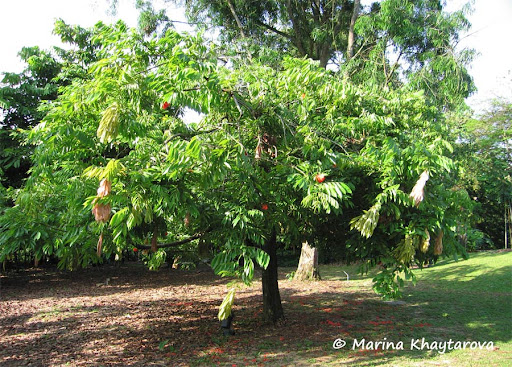 Cây Cát anh – Brownea Coccinea Cây Cát anh – Brownea Coccinea