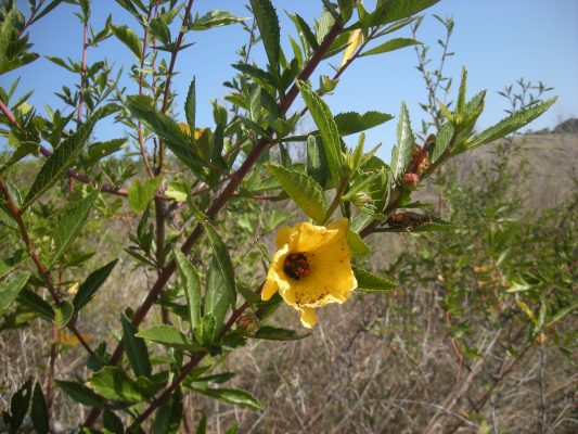 Cây bụp lá cò ke, Cây đổi màu – Hibiscus Grewiifolius Cây bụp lá cò ke, Cây đổi màu – Hibiscus Grewiifolius