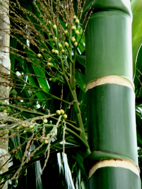 Cây cau xanh – Areca catechu Cây cau xanh – Areca catechu