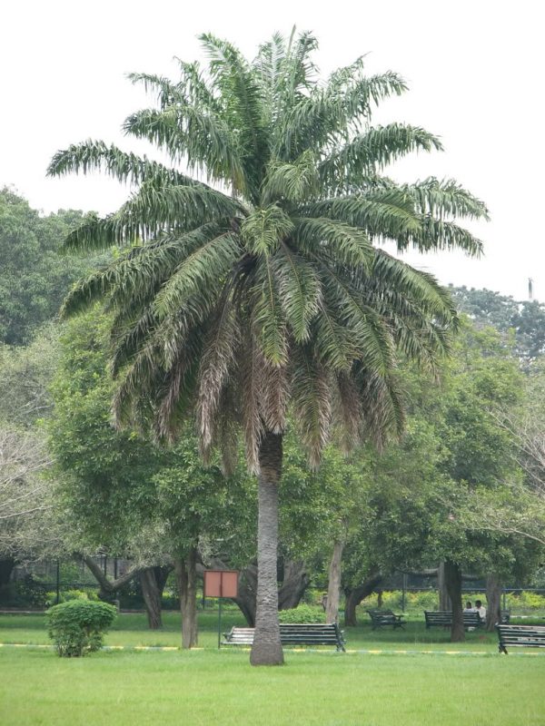 Cây cọ dầu – Elaeis guineensis Cây cọ dầu – Elaeis guineensis