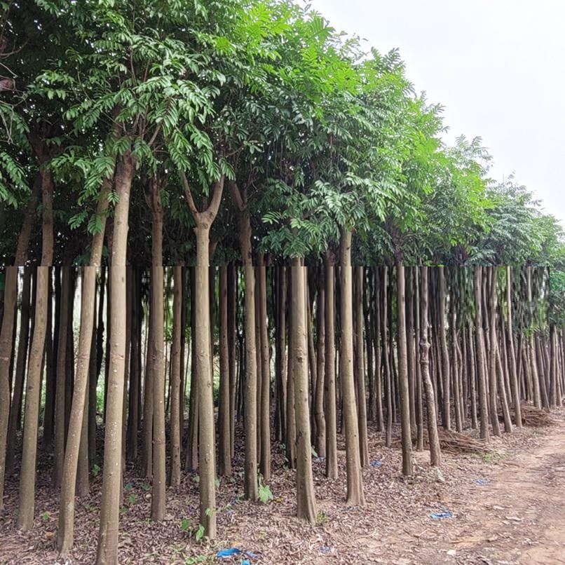 Cây Sấu công trình đường kính 10cm-15cm, cao 4-5m Cây Sấu công trình đường kính 10cm-15cm, cao 4-5m