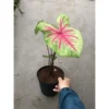 Chậu Cây kiểng lá Caladium Rosebud