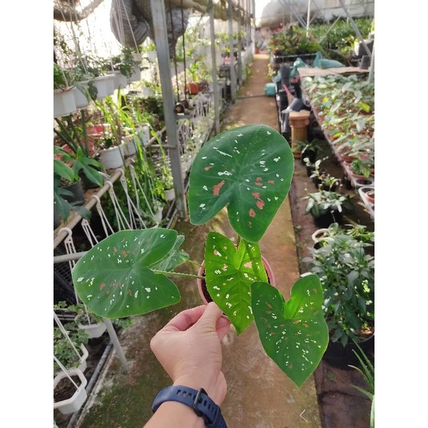 Chậu cây kiểng lá Caladium florida Clown Chậu cây kiểng lá Caladium florida Clown