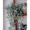Chậu cây kiểng lá Pilea Glauca Aquamarine baby tears - Lệ nhi