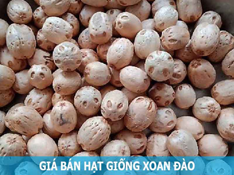 Hạt giống cây xoan đào - 1kg Hạt giống cây xoan đào - 1kg