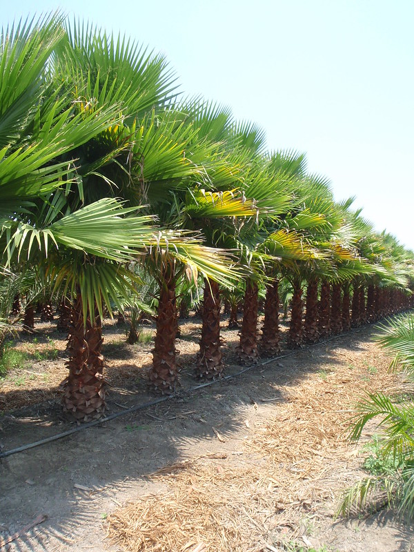 Cây kè mỹ giống ( Kè Washington ) – Washingtonia filifera Cây kè mỹ giống ( Kè Washington ) – Washingtonia filifera