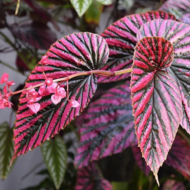 Chậu cây hải đường begonia Brevirimosa - hải đường Brevirimosa Chậu cây hải đường begonia Brevirimosa - hải đường Brevirimosa