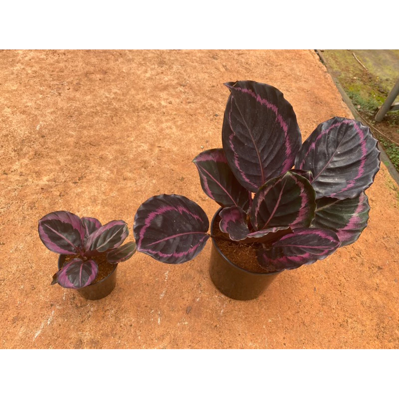 Chậu cây kiểng lá Đuôi công calathea princess Jessie Chậu cây kiểng lá Đuôi công calathea princess Jessie