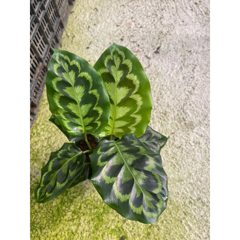 Chậu cây kiểng lá calathea Helen Kenedy - Đuôi công Helen Chậu cây kiểng lá calathea Helen Kenedy - Đuôi công Helen