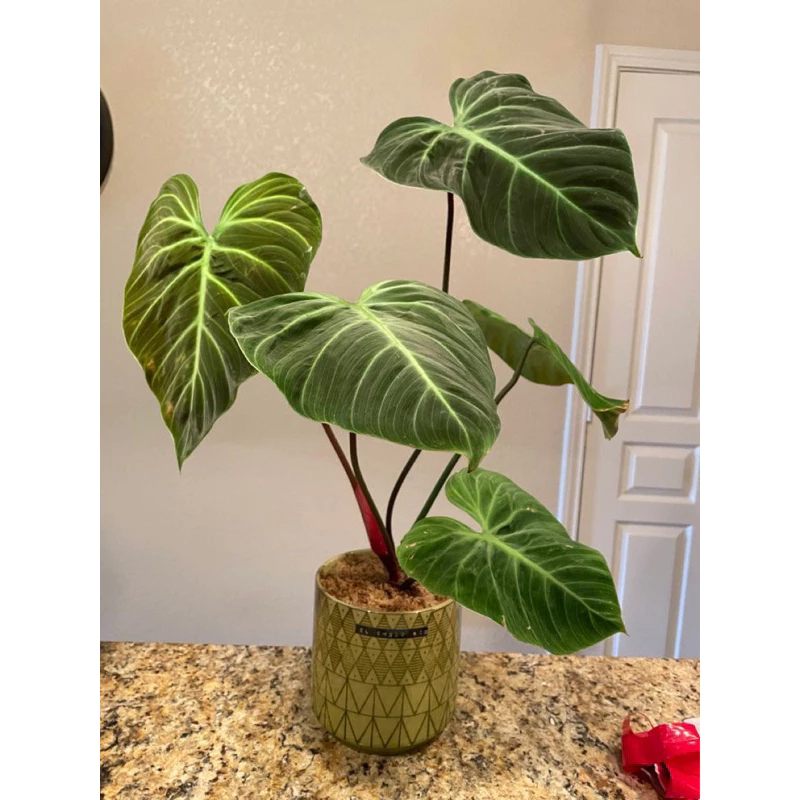 Chậu cây kiểng lá philodendron EL choco red Chậu cây kiểng lá philodendron EL choco red