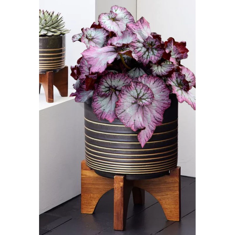 Chậu cây hải đường begonia Lilac - Diệp hải đường Lilac Chậu cây hải đường begonia Lilac - Diệp hải đường Lilac