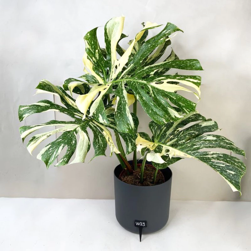 Chậu cây kiểng lá Monstera Thai cons - Trầu bà Thaicons Chậu cây kiểng lá Monstera Thai cons - Trầu bà Thaicons