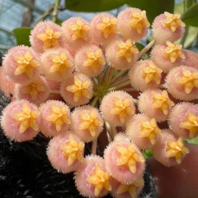 Chậu hoa lan cẩm cù Hoya " Hoya Obscura " Chậu hoa lan cẩm cù Hoya " Hoya Obscura "