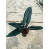 CHẬU CÂY KIỂNG LÁ Alocasia scalprum