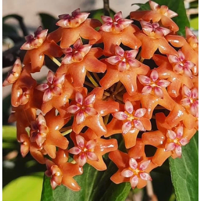 Chậu hoa lan cẩm cù Hoya " Hoya Valmayoriana " Chậu hoa lan cẩm cù Hoya " Hoya Valmayoriana "