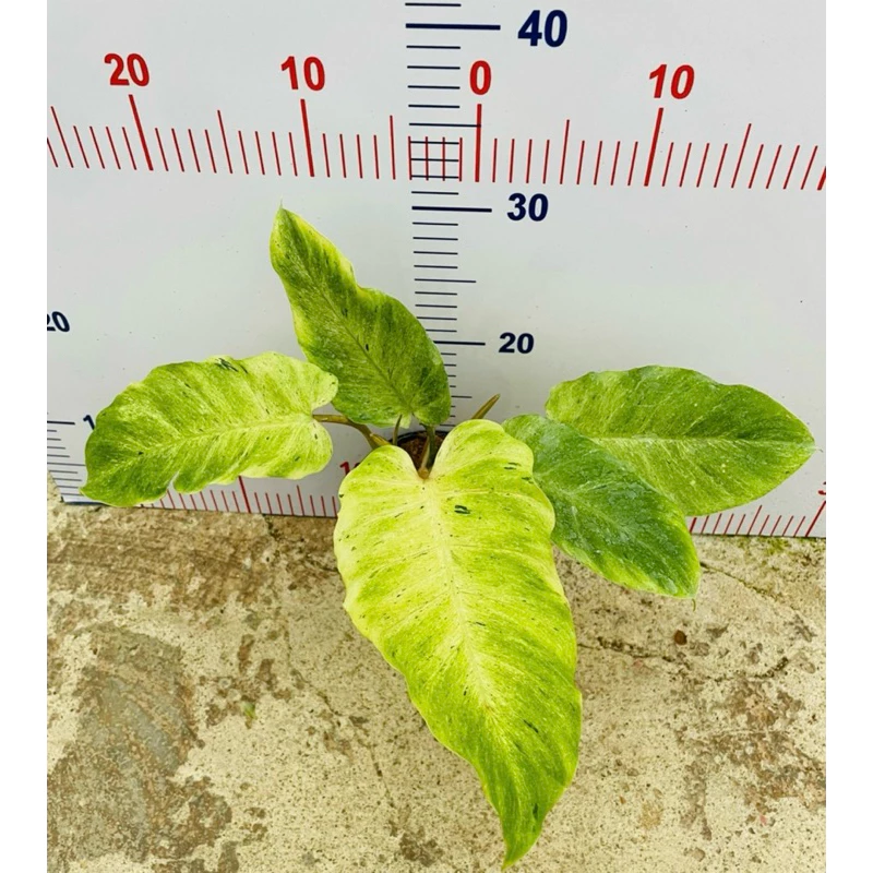 Chậu cây kiểng lá philodendron snow drift Chậu cây kiểng lá philodendron snow drift