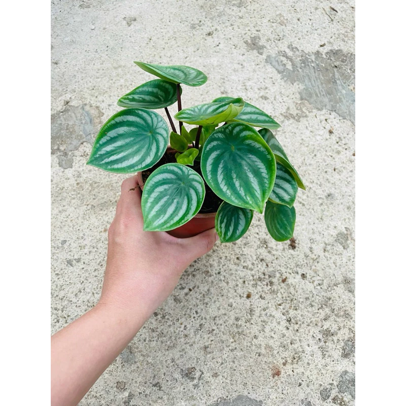 Chậu cây kiểng lá Peperomia Watermelon size nhỏ Chậu cây kiểng lá Peperomia Watermelon size nhỏ