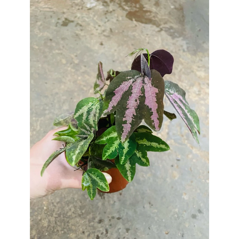 Chậu cây kiểng lá Passiflora trifasciata - Chân chim tím, chanh leo tím nhỏ Chậu cây kiểng lá Passiflora trifasciata - Chân chim tím, chanh leo tím nhỏ