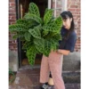 Chậu cây kiểng lá Đuôi công  zebrina - Calathea Zebrina