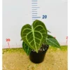 Chậu cây kiểng lá anthurium Clarinervium - Môn tim size trung