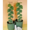 Chậu cây kiểng lá Monstera Dubia