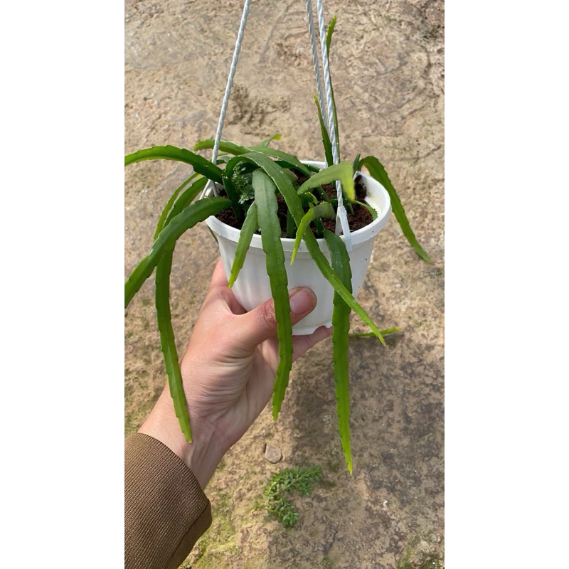 CHẬU CÂY KIỂNG LÁ quỳnh Bolivianum - Xương rồng dây CHẬU CÂY KIỂNG LÁ quỳnh Bolivianum - Xương rồng dây