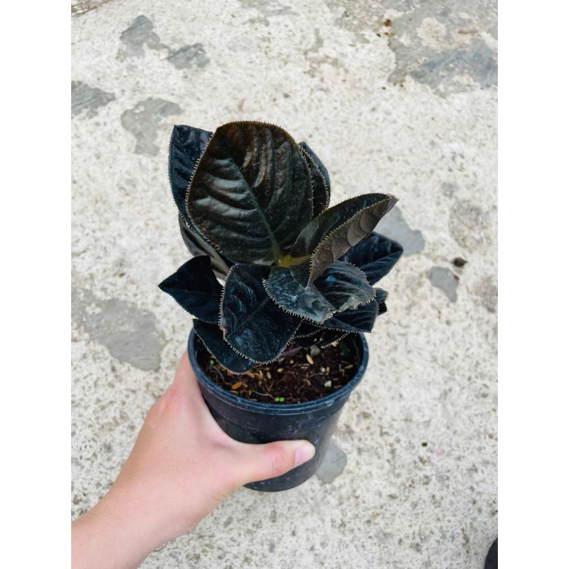 Chậu cây kiểng lá Cây lá khôi đen - Ardisia sylvestris Pitarrd Chậu cây kiểng lá Cây lá khôi đen - Ardisia sylvestris Pitarrd