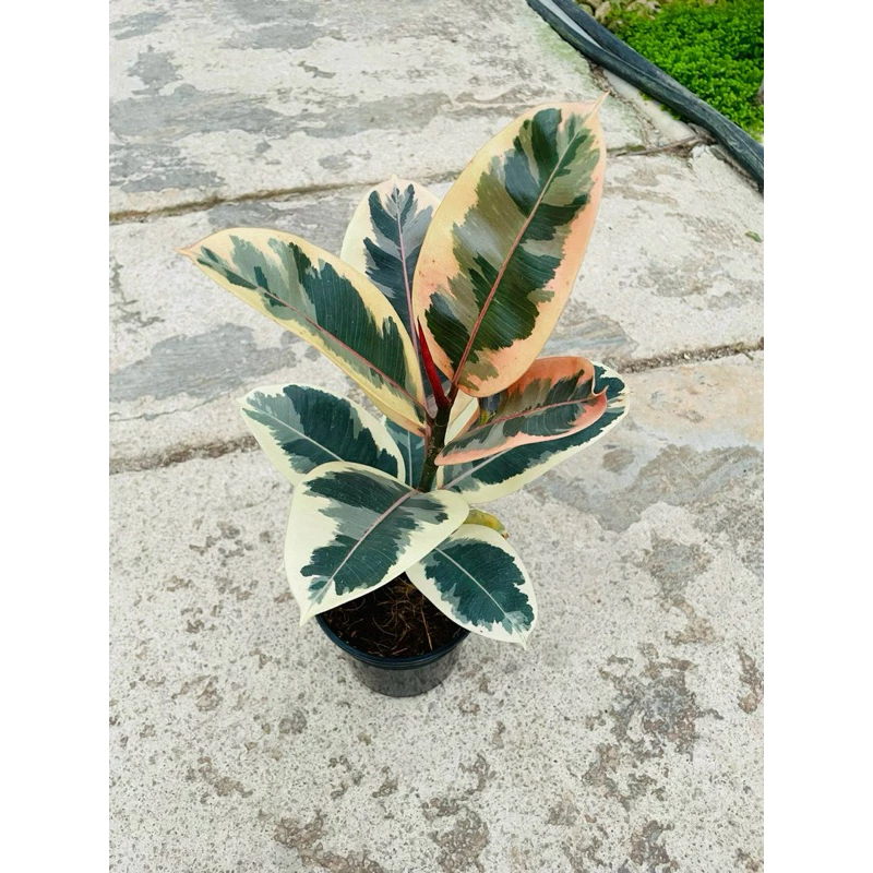 Chậu cây kiểng lá đa búp đỏ cẩm thạch - Ficus Elastica Tineke Chậu cây kiểng lá đa búp đỏ cẩm thạch - Ficus Elastica Tineke