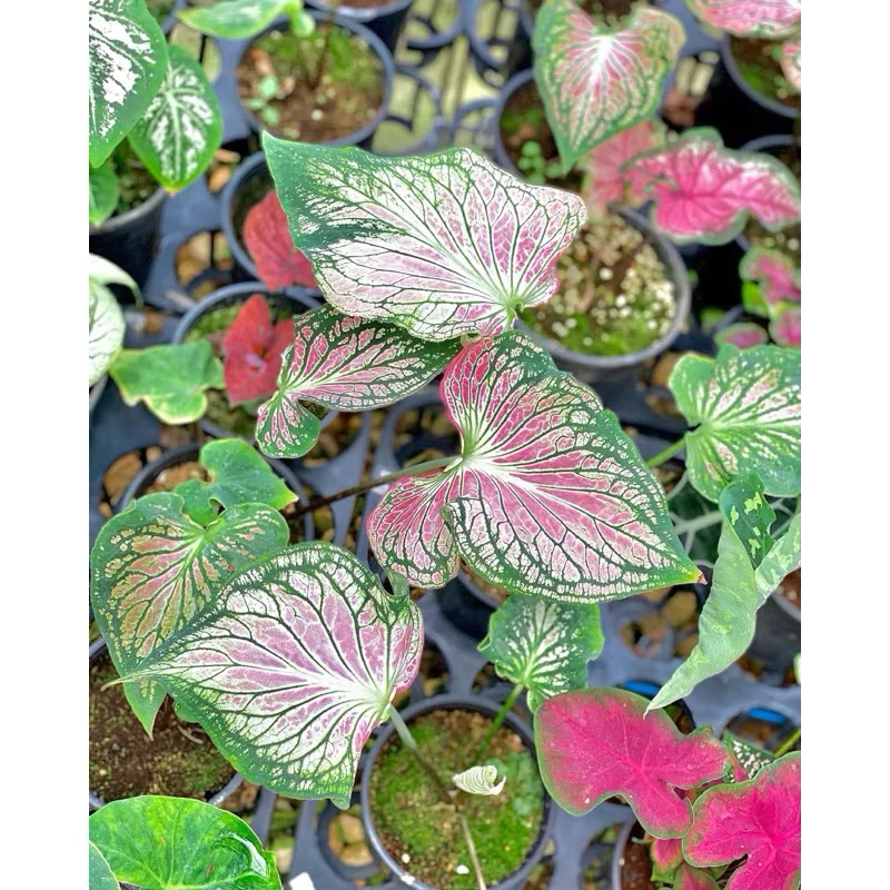 Chậu cây kiểng lá Caladium Thai- môn màu Thái Chậu cây kiểng lá Caladium Thai- môn màu Thái