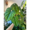 Chậu cây kiểng lá Philodendron Sp Colombia