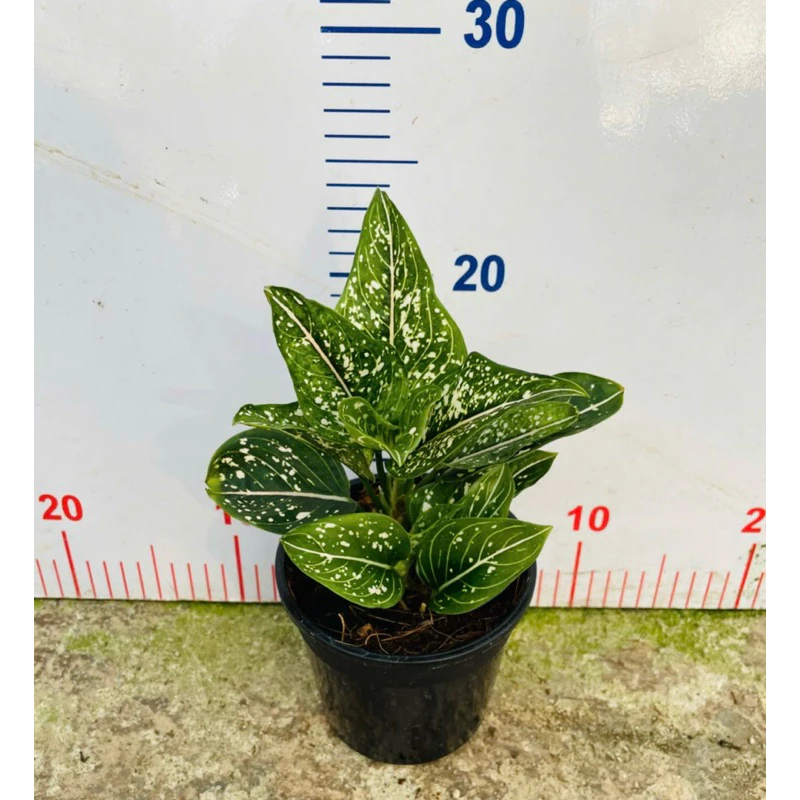 Chậu cây kiểng lá Aglaonema Galaxy - Sao sáng galaxy Chậu cây kiểng lá Aglaonema Galaxy - Sao sáng galaxy