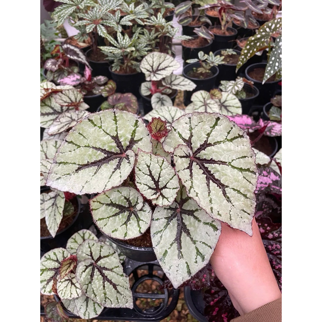 Chậu cây hải đường begonia Flamenco - hải đường Flamenco Chậu cây hải đường begonia Flamenco - hải đường Flamenco