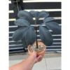 Chậu cây kiểng lá Amorphophallus atroviridis - Khoẻ đẹp, trang trí cực xinh