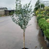 Cây Khuynh Diệp (Silver dola, Lá Bạc, Lá Táo) dáng tree 1  thân thoát đẹp - Cây Phong Thủy, dùng cắm hoa trang trí và làm đẹp không gian