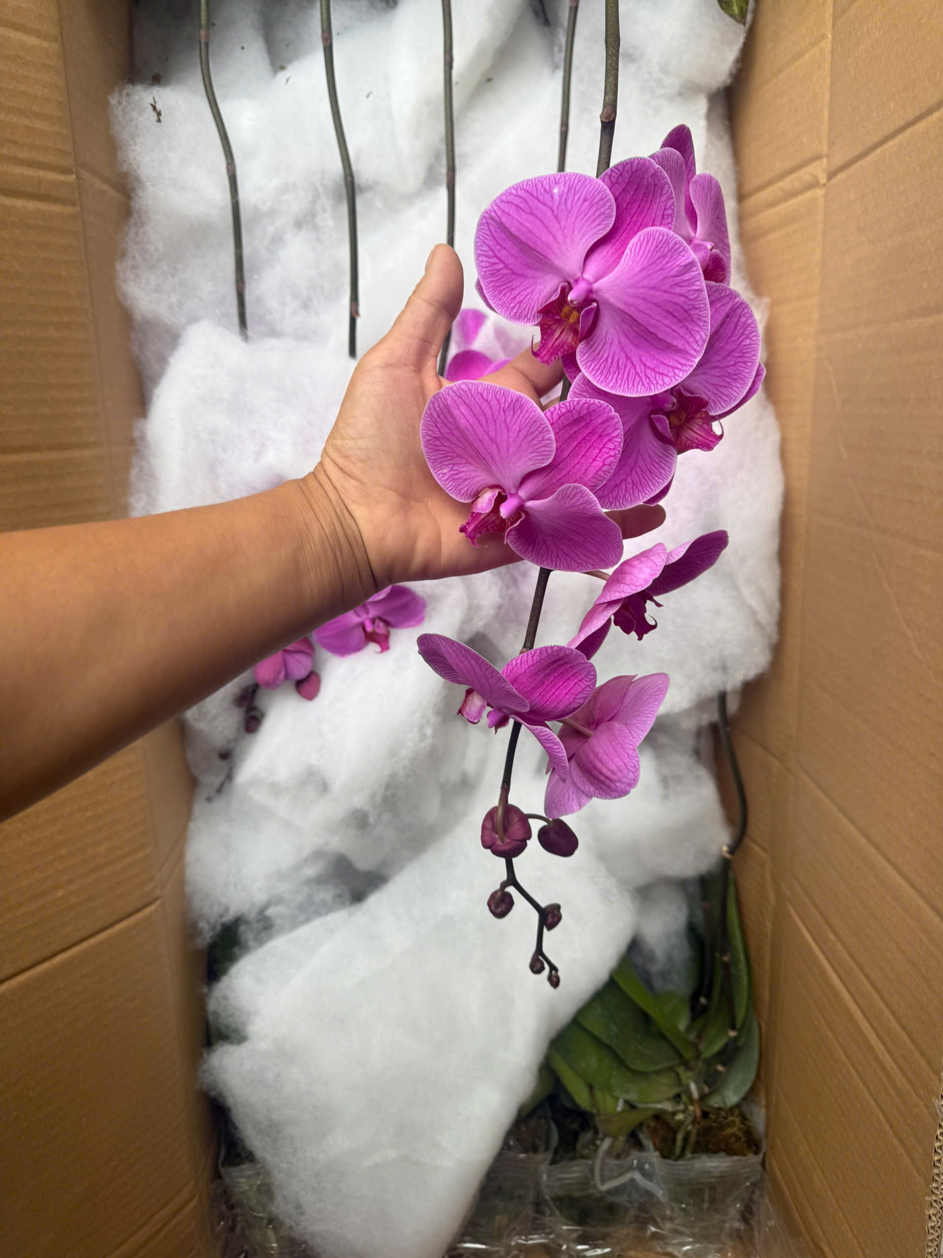 HOA PHONG LAN Hồ Điệp hồng kẻ hàng loại 1 HOA PHONG LAN Hồ Điệp hồng kẻ hàng loại 1