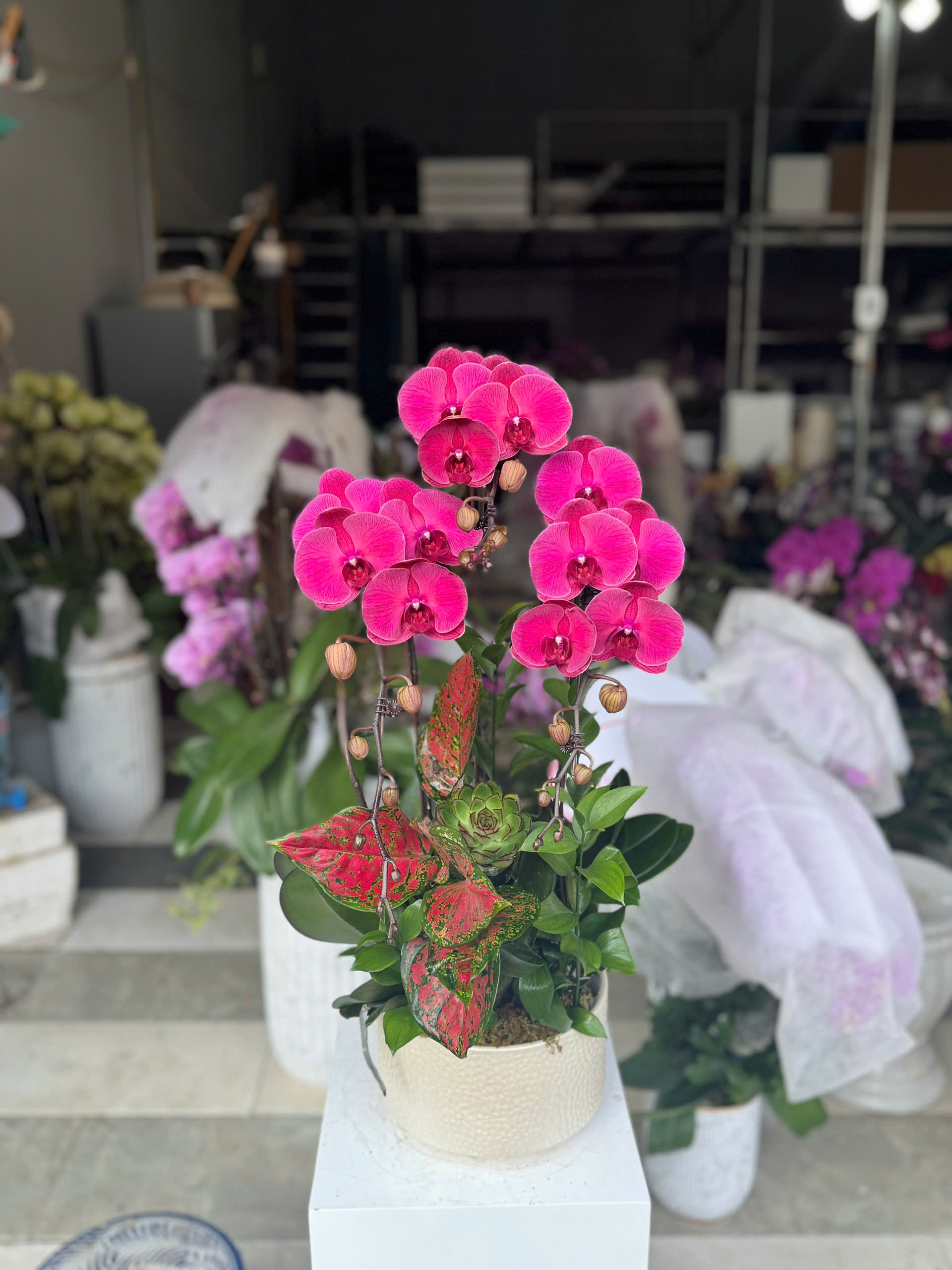 HOA PHONG LAN hồ điệp " trắng chấm hồng " - hàng loại 1 HOA PHONG LAN hồ điệp " trắng chấm hồng " - hàng loại 1
