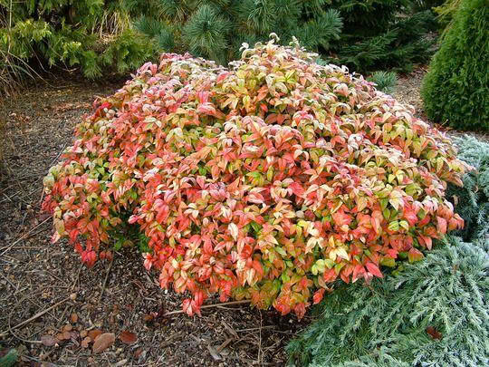 CHẬU CÂY NAM THIÊN TRÚC LÙN BỤI RỦ ( Nandina Domestica Nana ) CHẬU CÂY NAM THIÊN TRÚC LÙN BỤI RỦ ( Nandina Domestica Nana )
