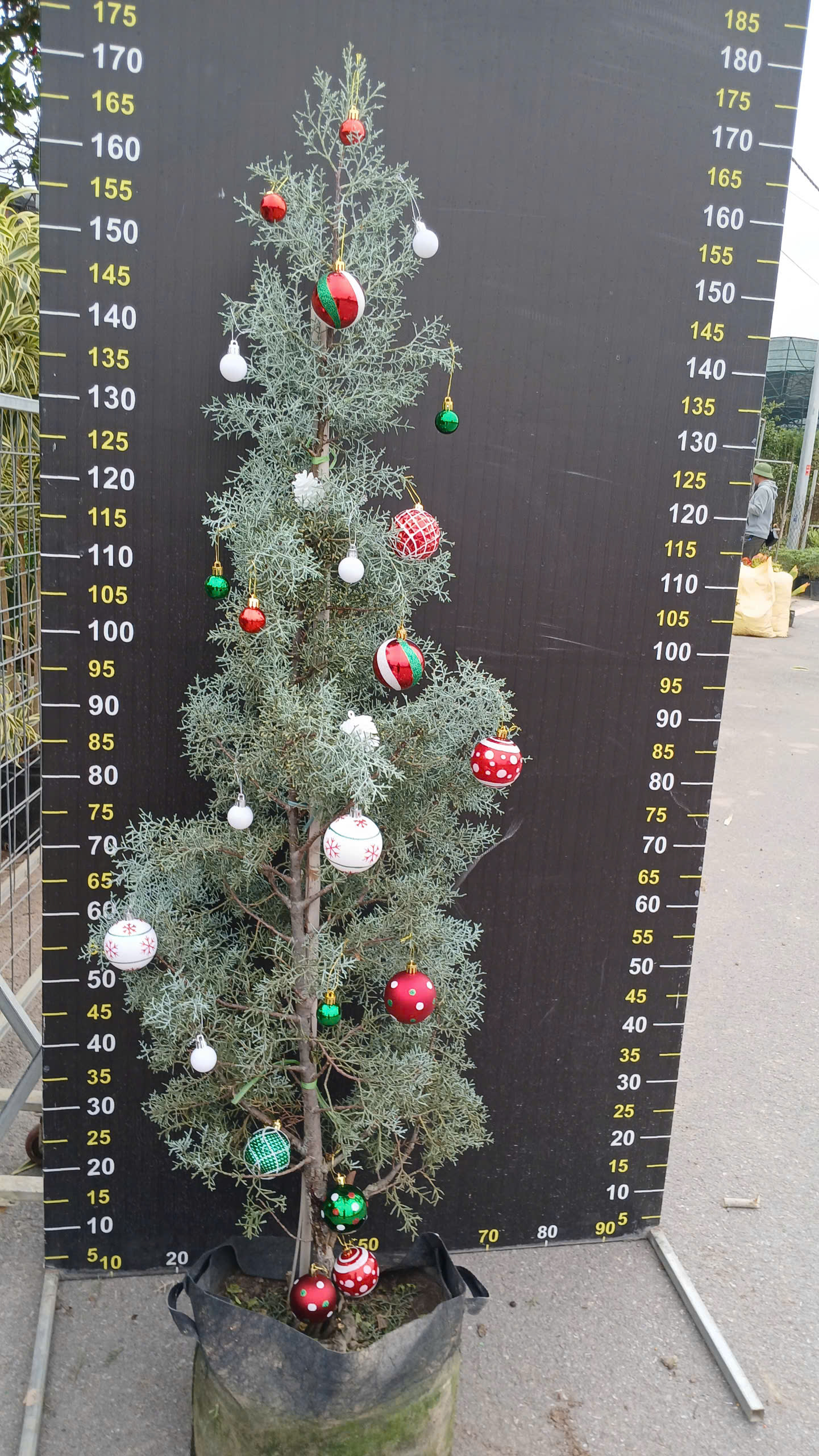 Cây Bách Băng Xanh đang hoa - cao 1.7m-2m, trang trí cây thông noel Cây Bách Băng Xanh đang hoa - cao 1.7m-2m, trang trí cây thông noel