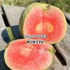 Cây giống " ỔI pink honey " nhập khẩu