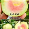 Cây giống " ỔI pink honey " nhập khẩu