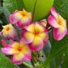 CÂY GIỐNG HOA CHAMPA - HOA SỨ ĐẠI " DAISY " NHẬP KHẨU