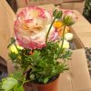 Chậu hoa mao lương (hoa hồng ri ba tư ) ” Ranunculus “ sẵn hoa, đủ màu siêu đẹp