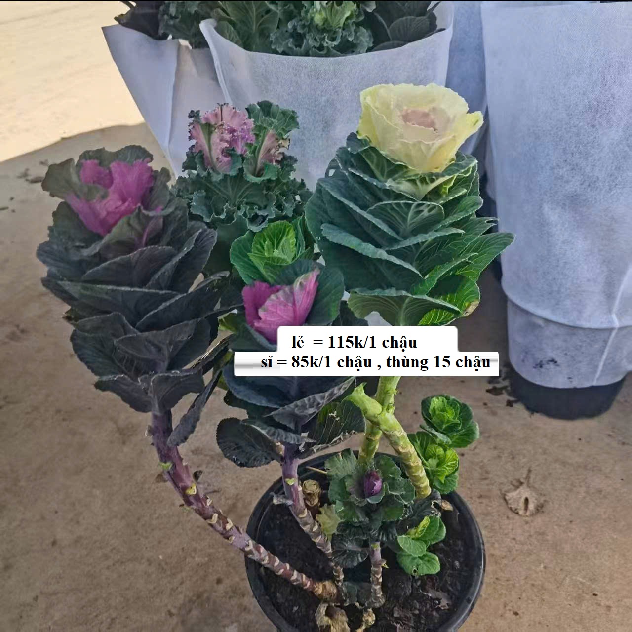 chậu kale hoa hồng cắt cành đủ màu, gốc cổ thụ, chậu hoa xum to đẹp chậu kale hoa hồng cắt cành đủ màu, gốc cổ thụ, chậu hoa xum to đẹp